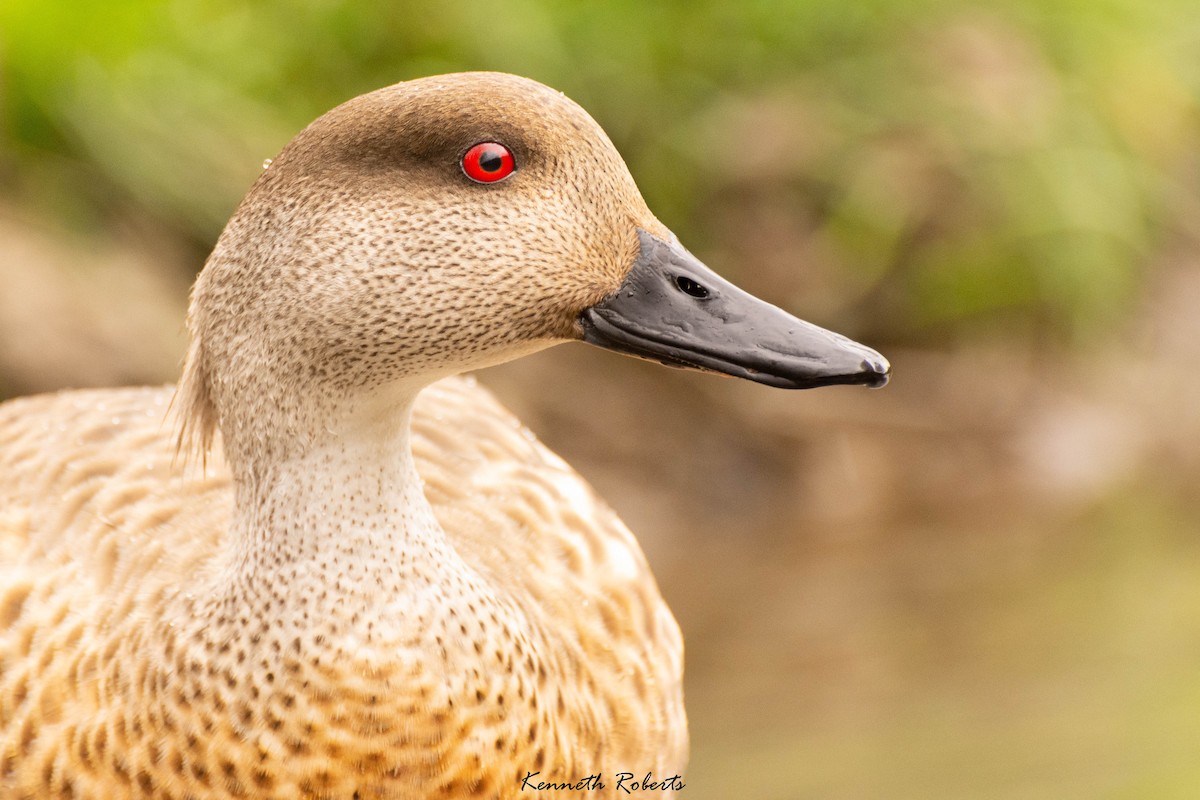 Crested Duck - Kenneth Roberts