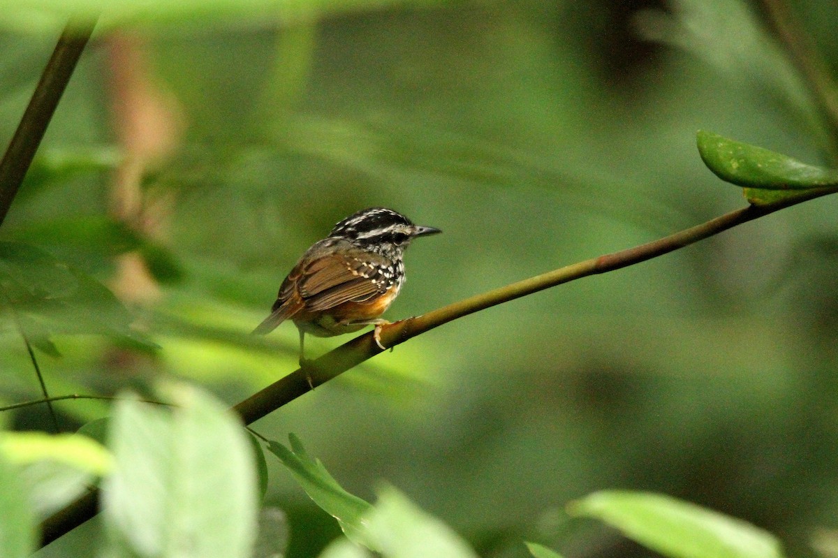 Guianan Warbling-Antbird - Paul Lenrumé