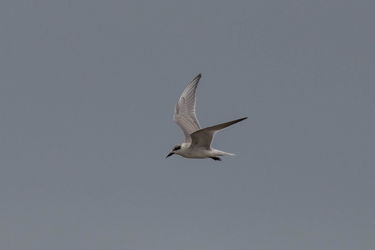 Gull-billed Tern - ML502319881