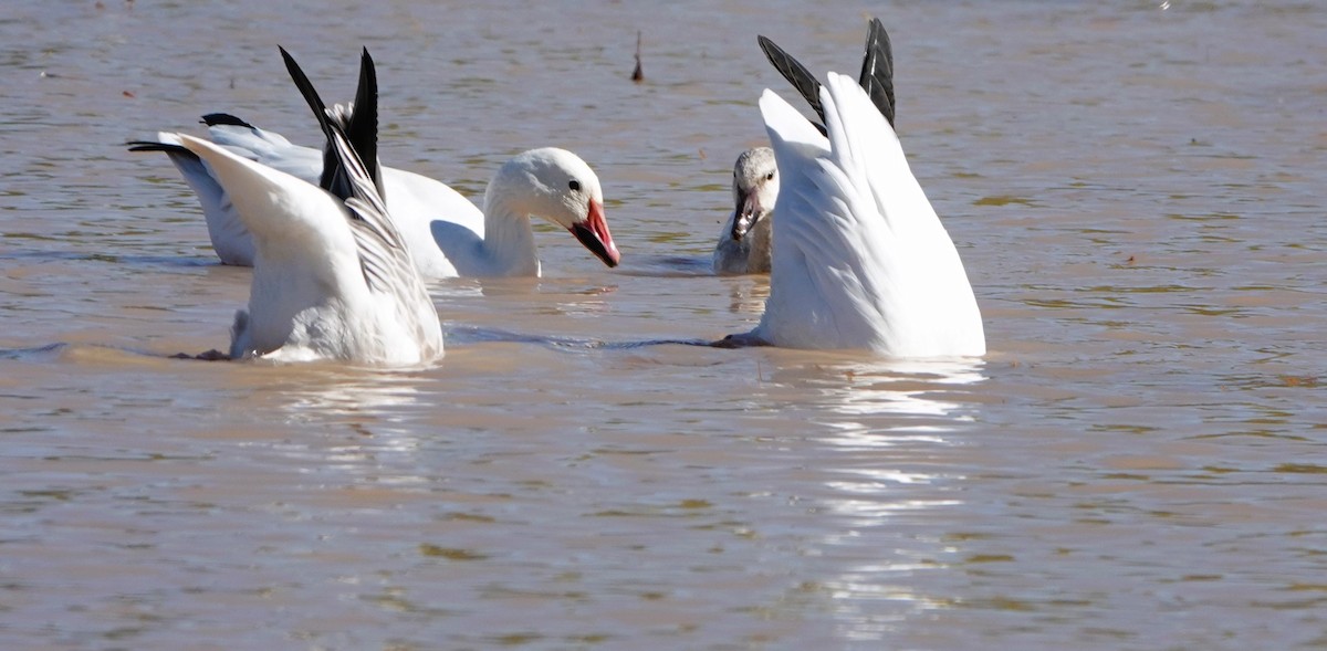 eBird Checklist - 9 Nov 2022 - Bosque del Apache NWR - 45 species