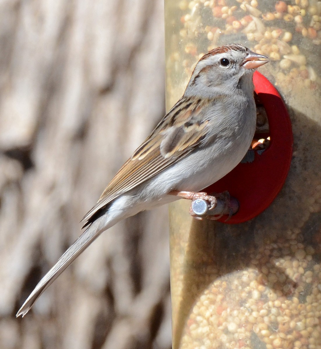 Chipping Sparrow - Steven Mlodinow