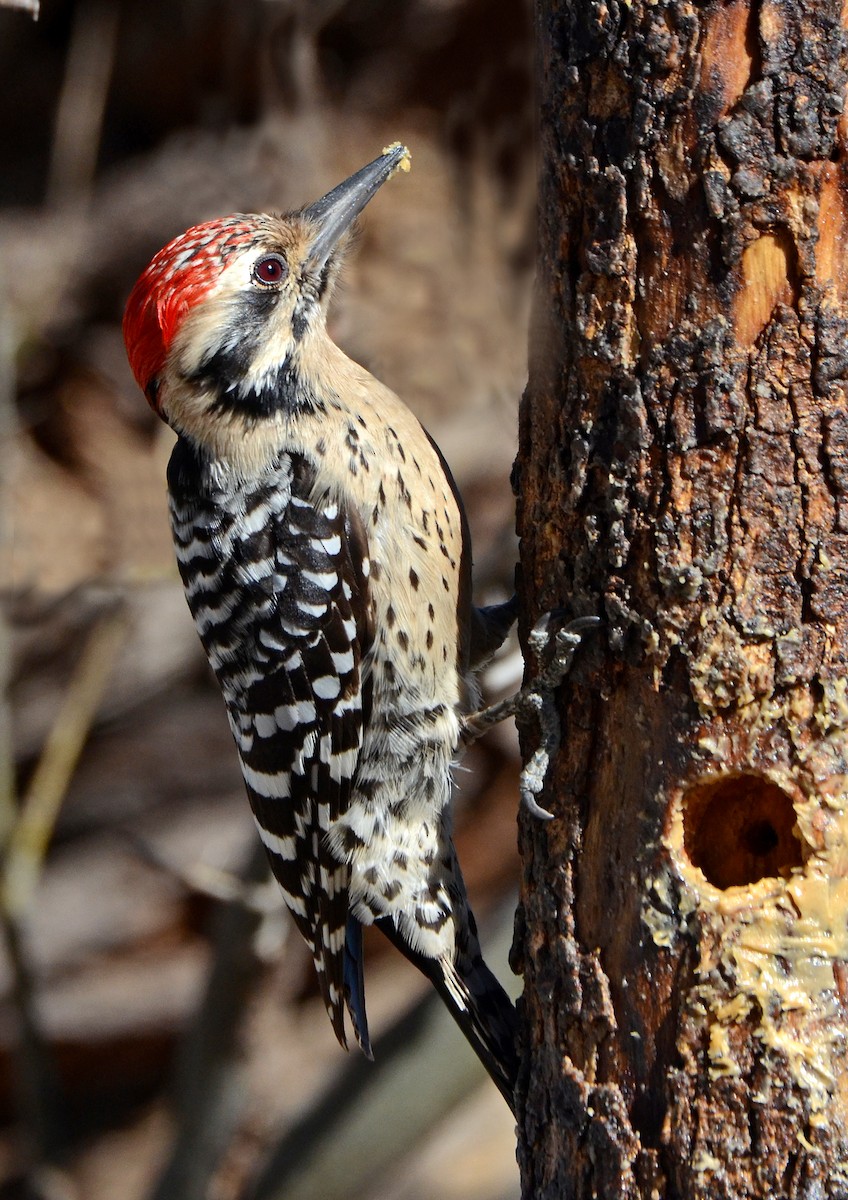 Ladder-backed Woodpecker - Steven Mlodinow