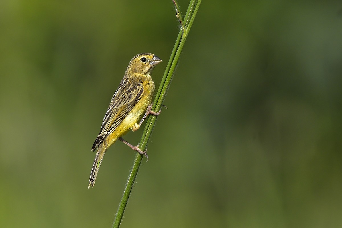 Grassland Yellow-Finch (Northern) - Carlos Echeverría