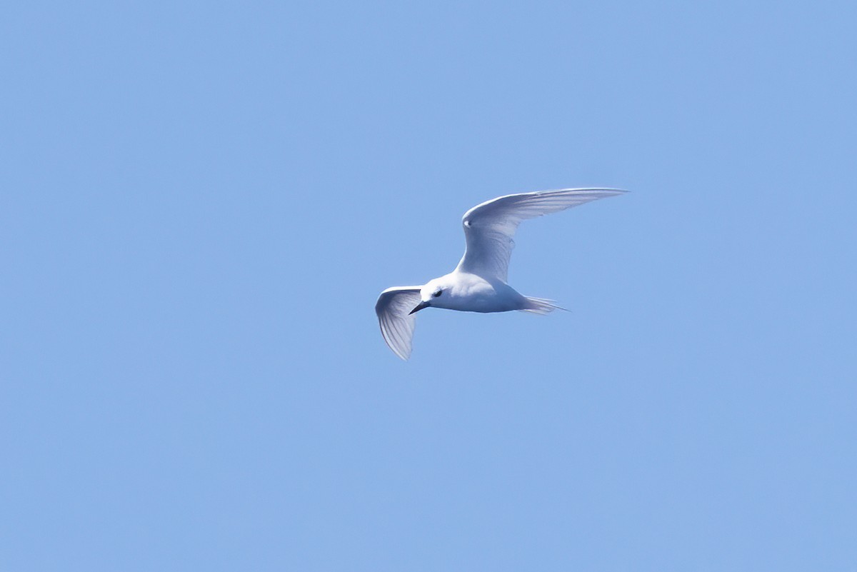 White Tern - ML502329921