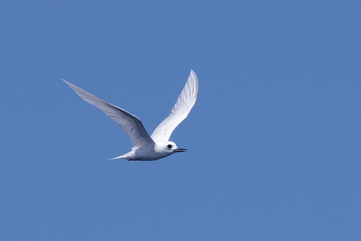 White Tern - ML502329931