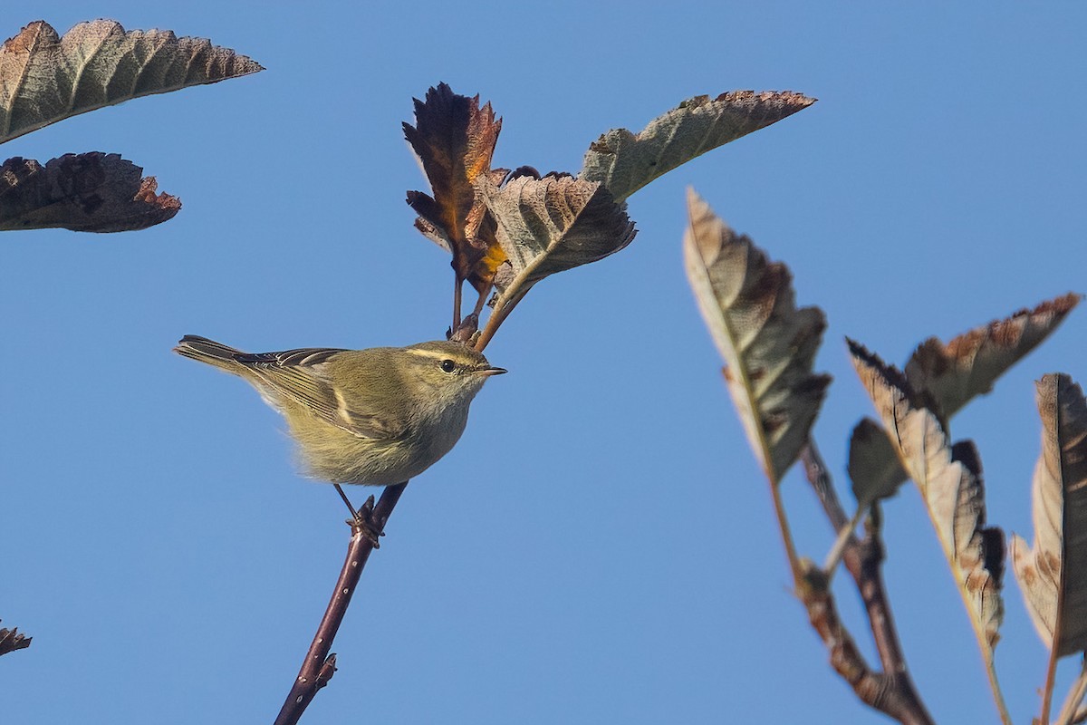 Hume's Warbler - ML502344041