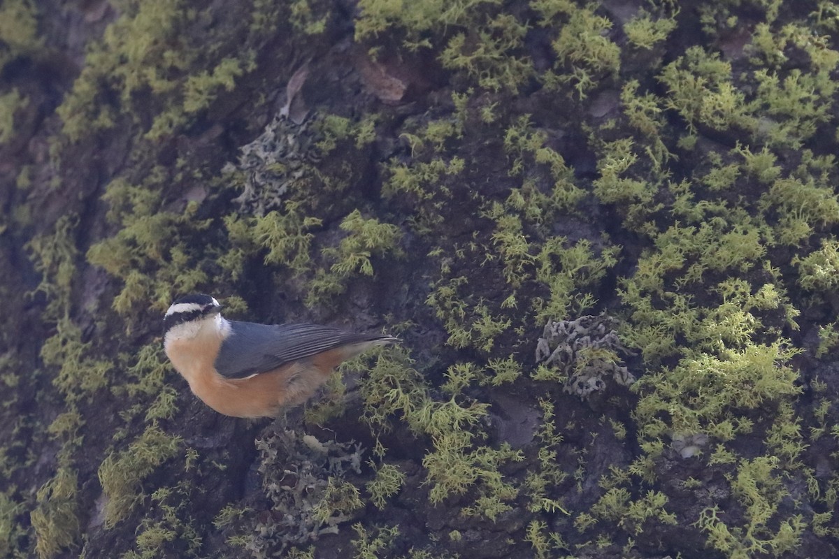 Red-breasted Nuthatch - ML502345211