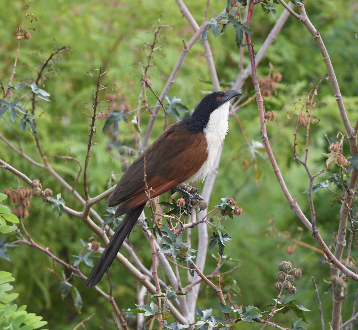 Coppery-tailed Coucal - ML502345771