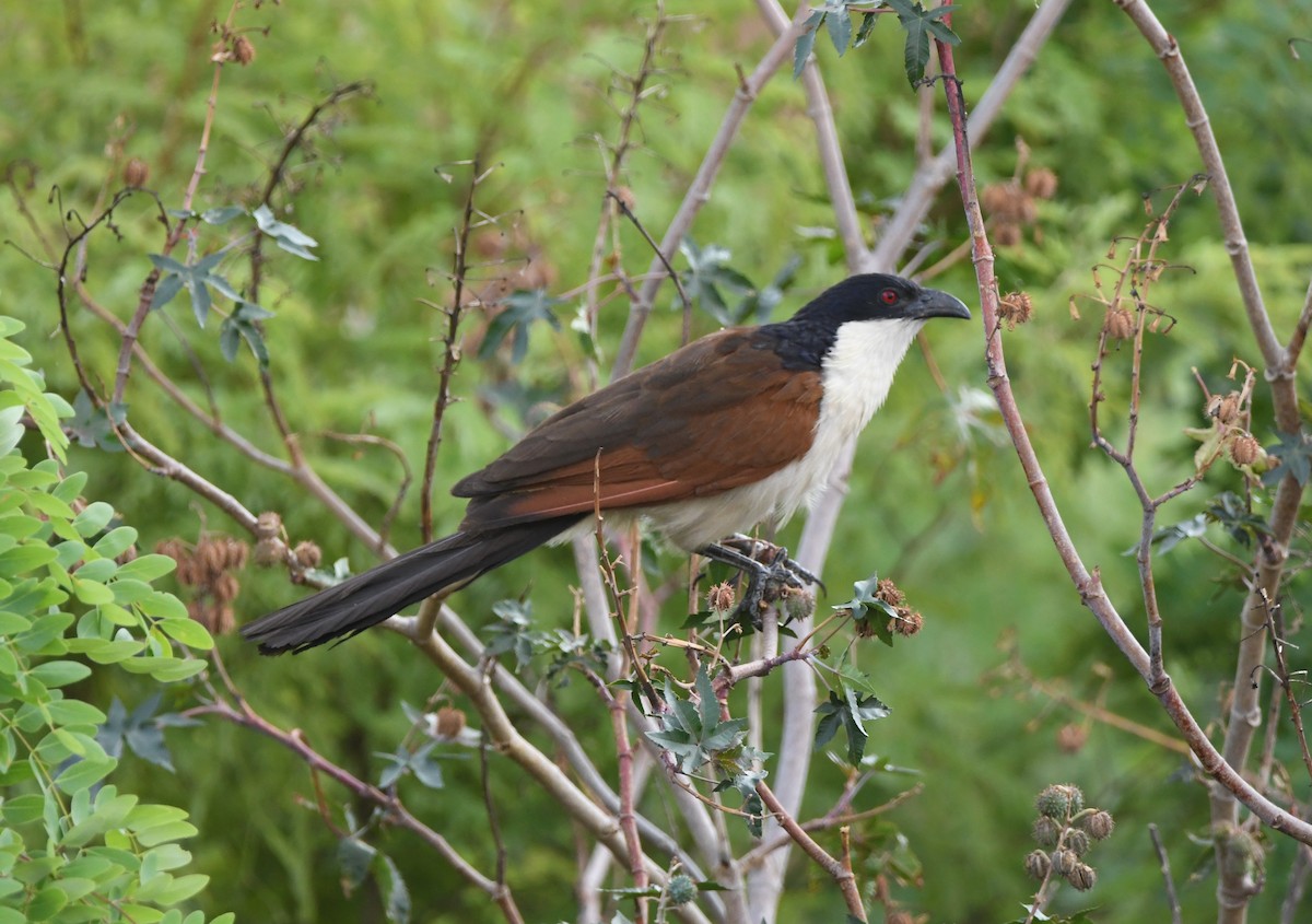 Coppery-tailed Coucal - ML502346231