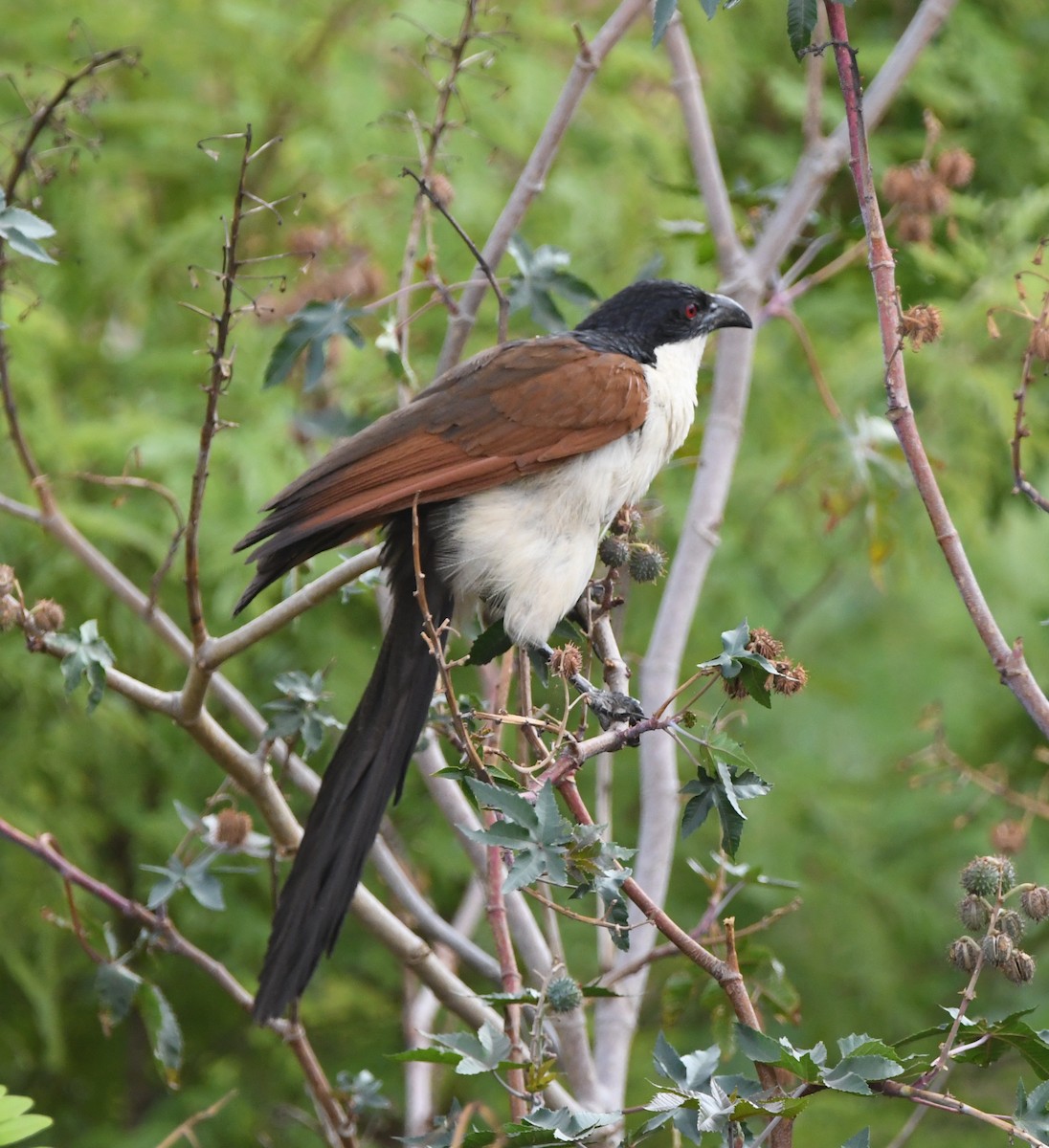Coppery-tailed Coucal - ML502346271