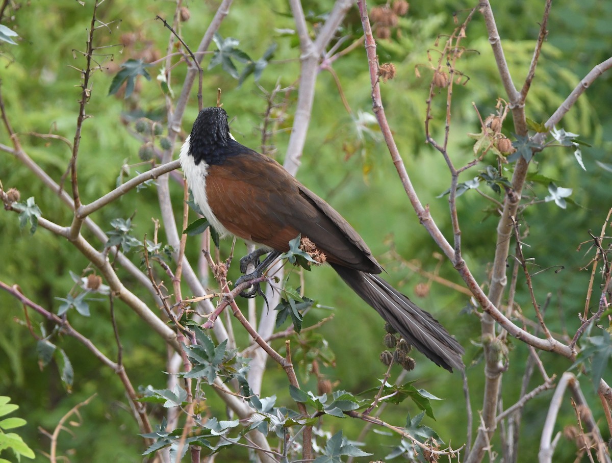 Coppery-tailed Coucal - ML502346341