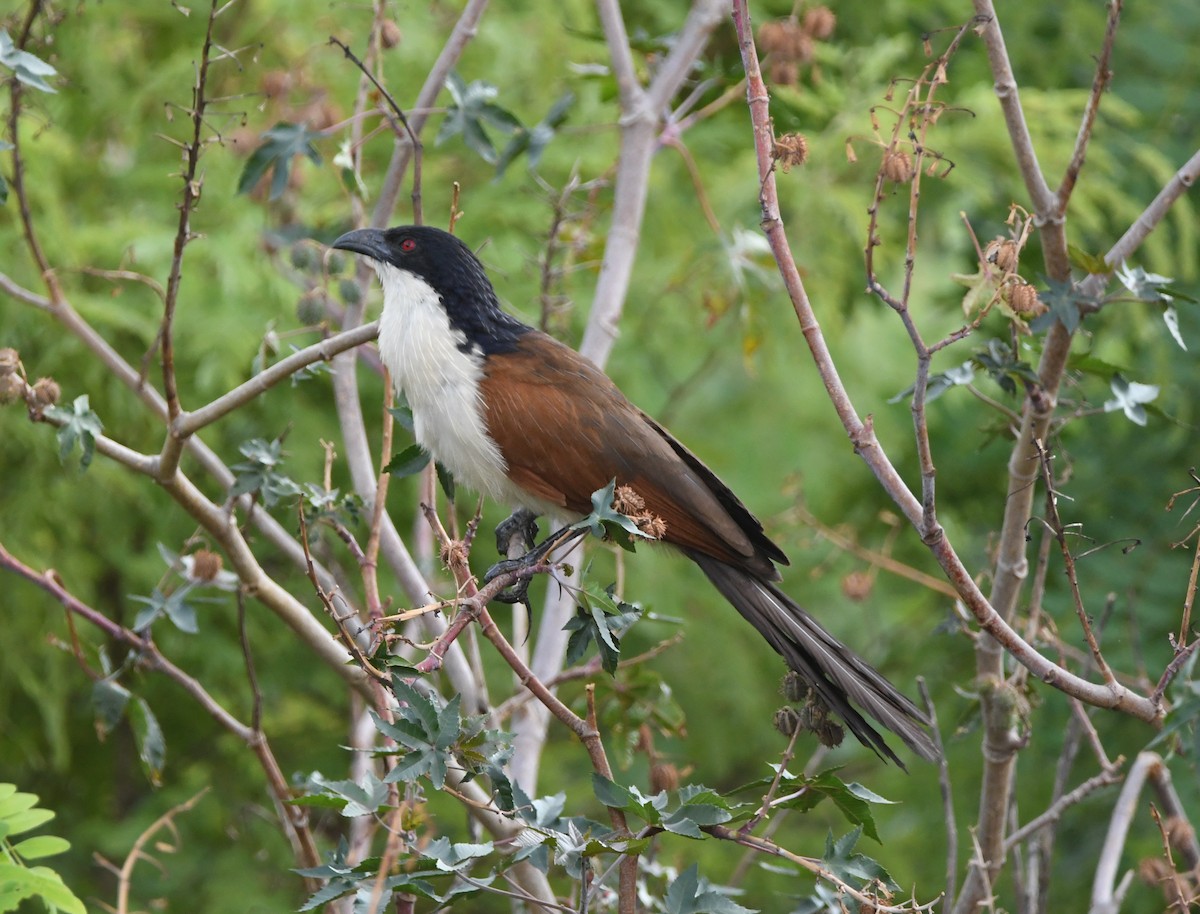 Coppery-tailed Coucal - ML502346441