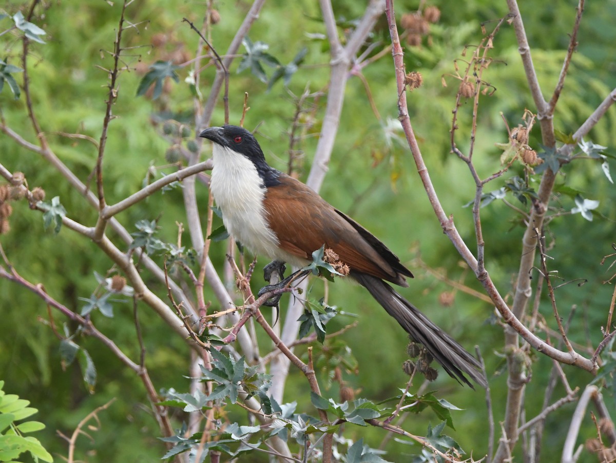 Coppery-tailed Coucal - Gabriel Jamie