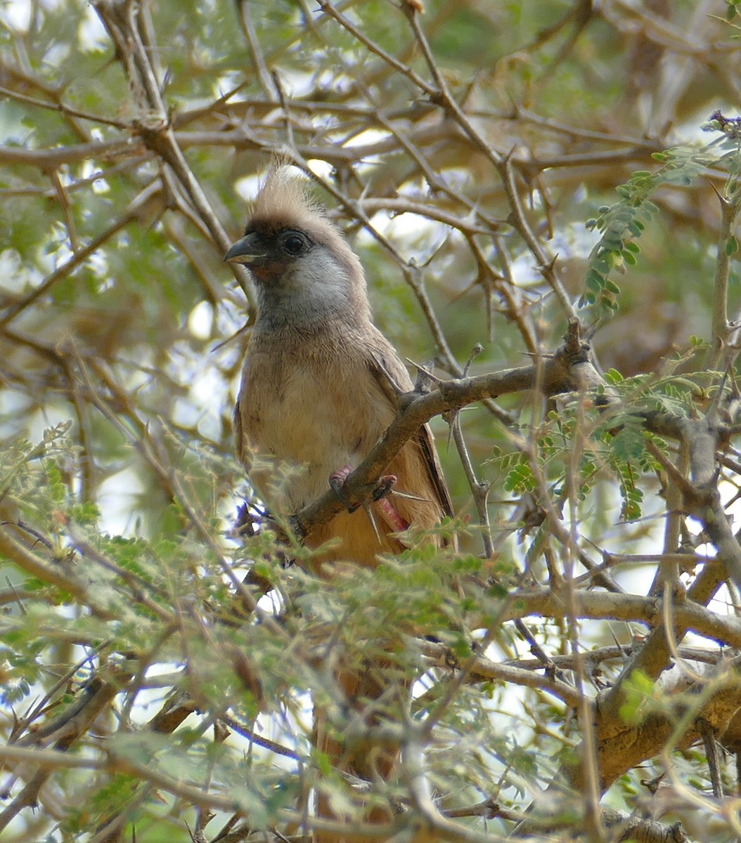 Speckled Mousebird - ML502349421