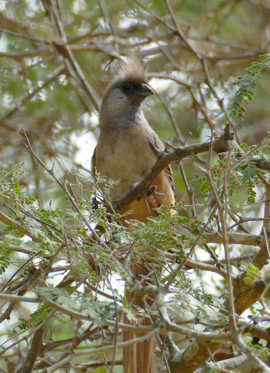 Speckled Mousebird - ML502349431
