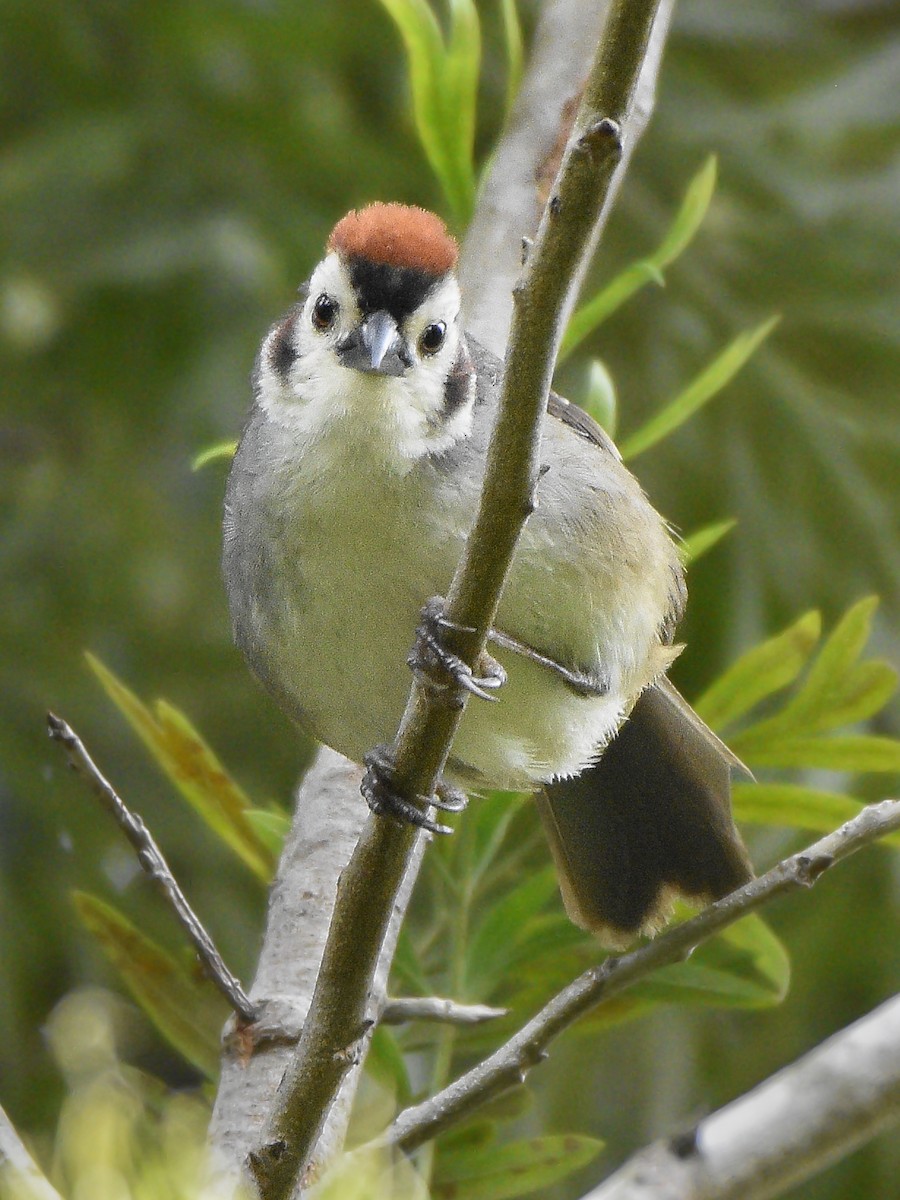 White-faced Ground-Sparrow - ML502350011