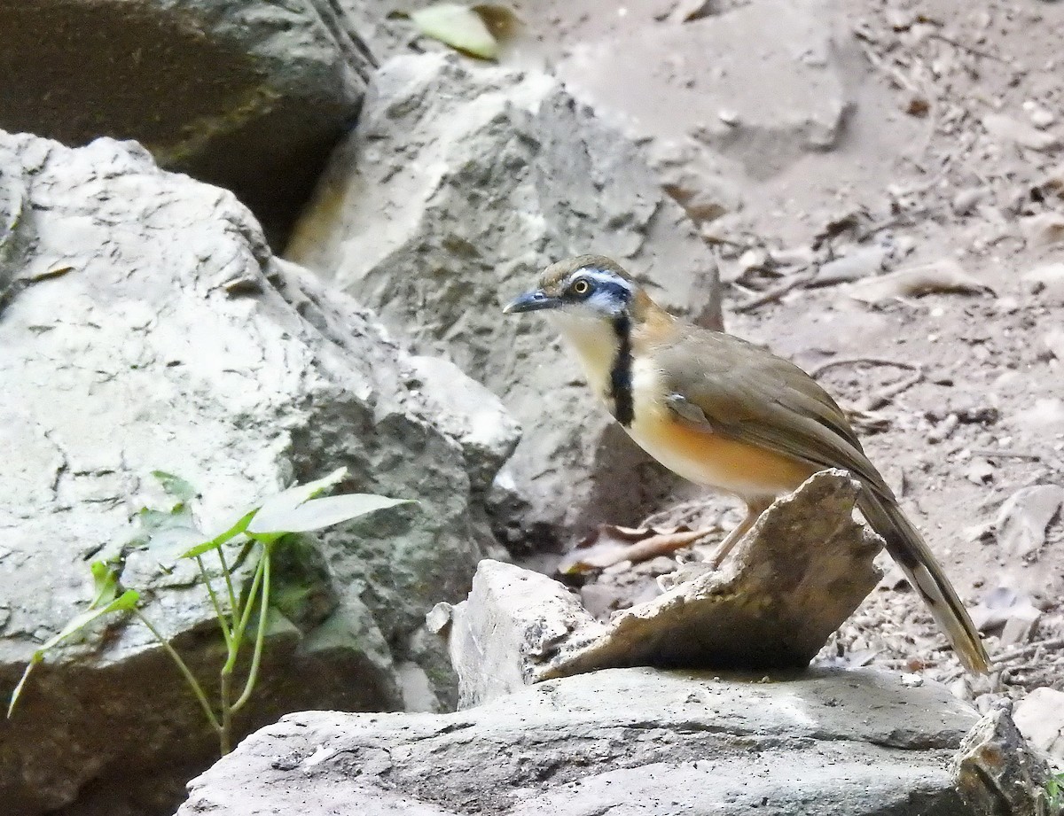 Lesser Necklaced Laughingthrush - ML502353511