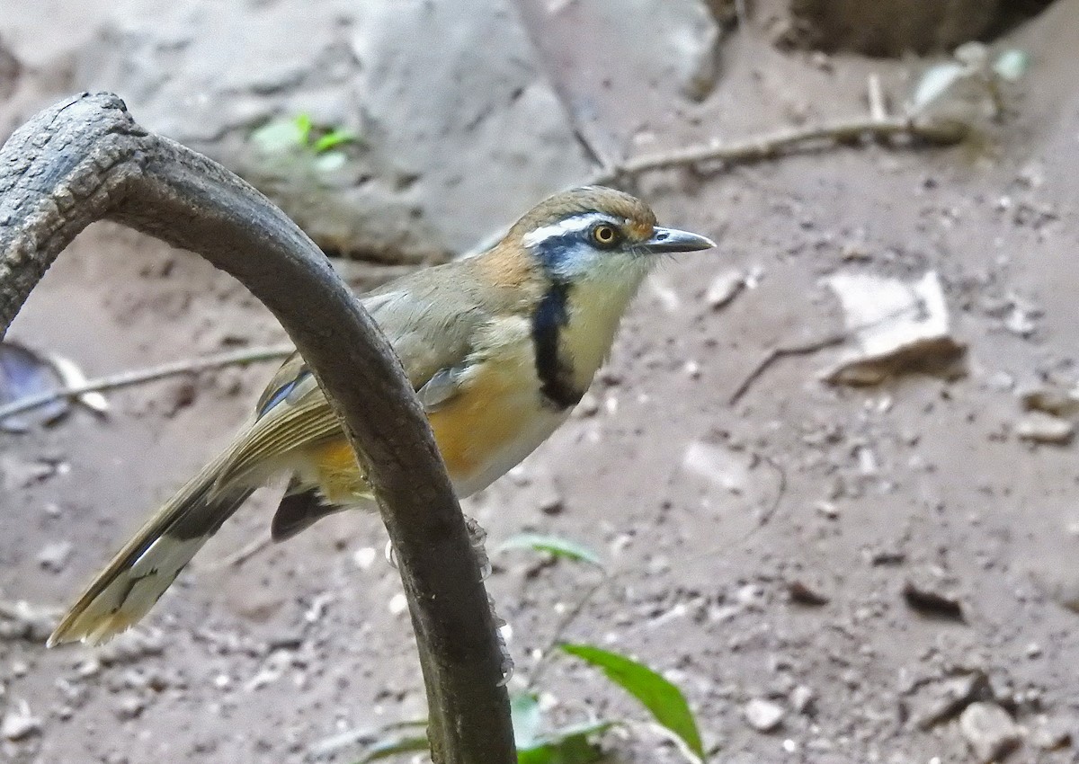 Lesser Necklaced Laughingthrush - ML502353531
