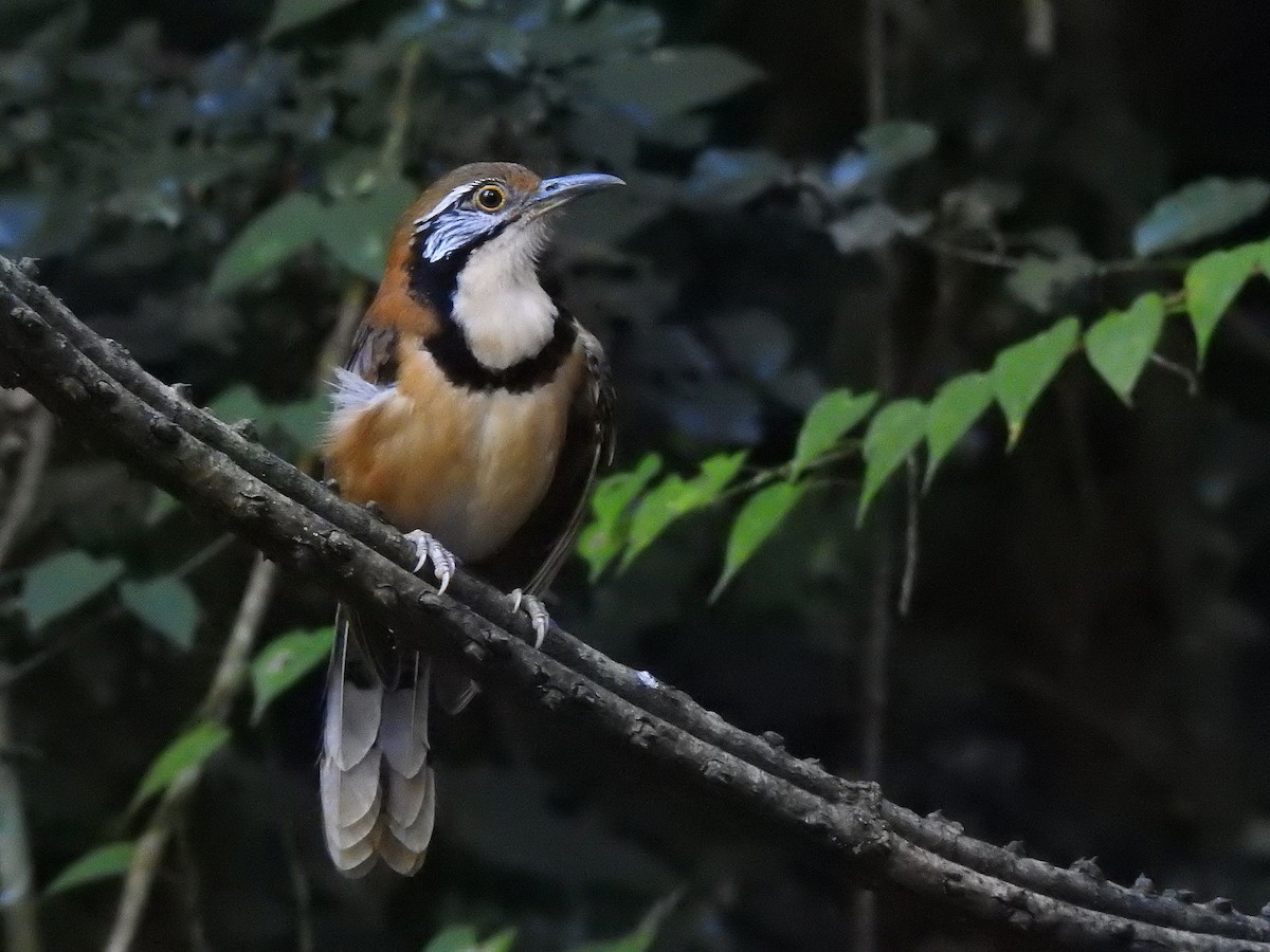 Greater Necklaced Laughingthrush - ML502353891