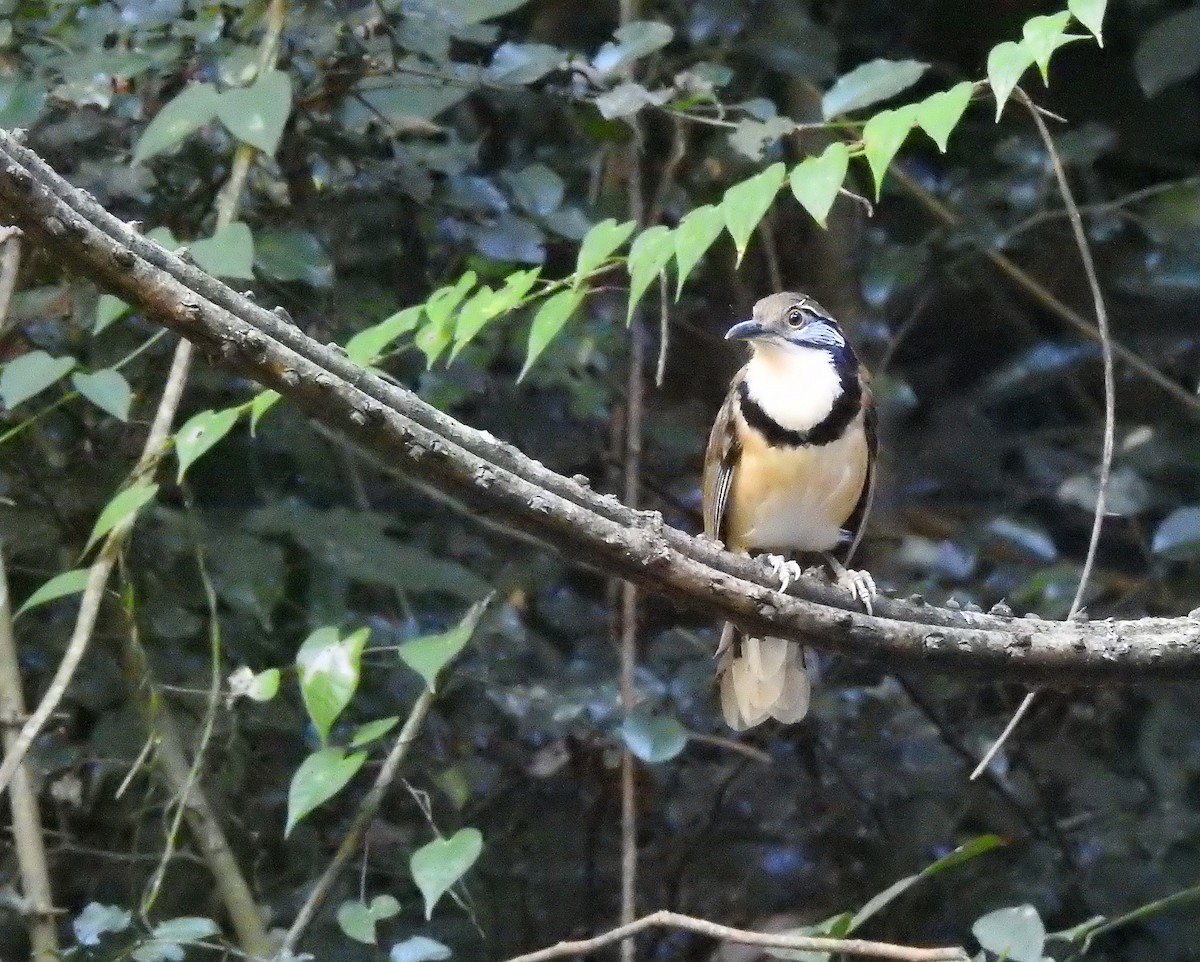 Greater Necklaced Laughingthrush - ML502353901