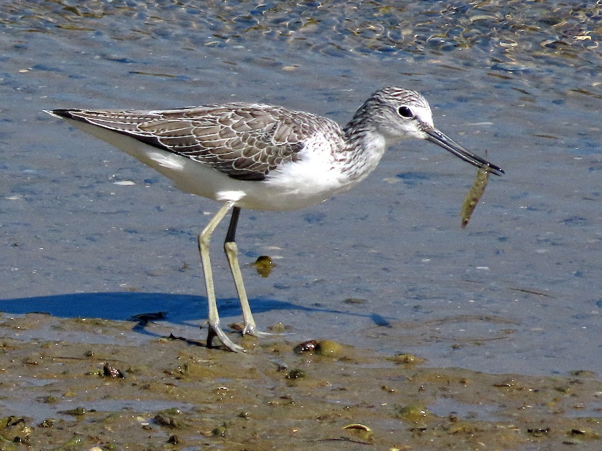Common Greenshank - Brian Carruthers