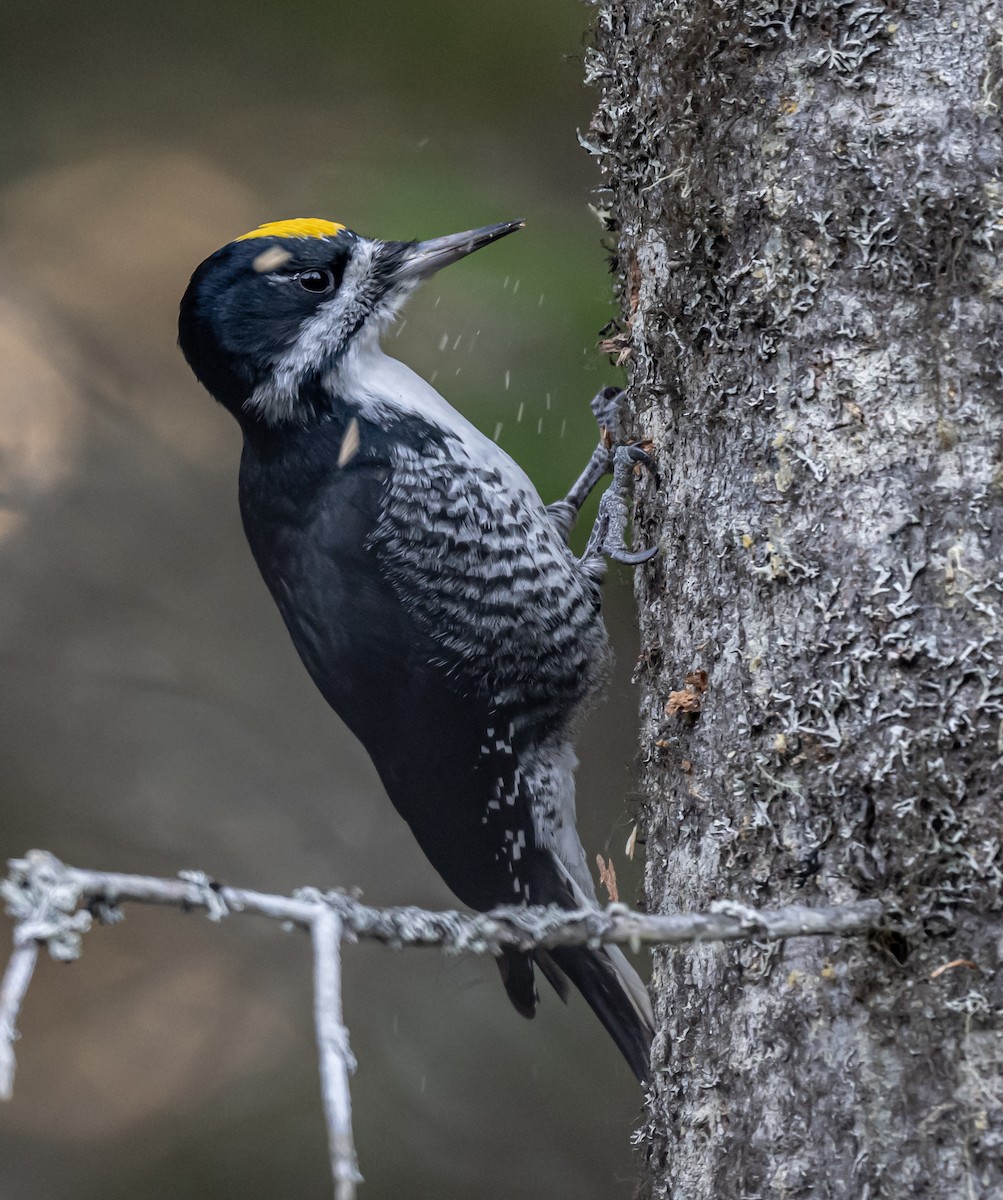 Black-backed Woodpecker - ML502361841