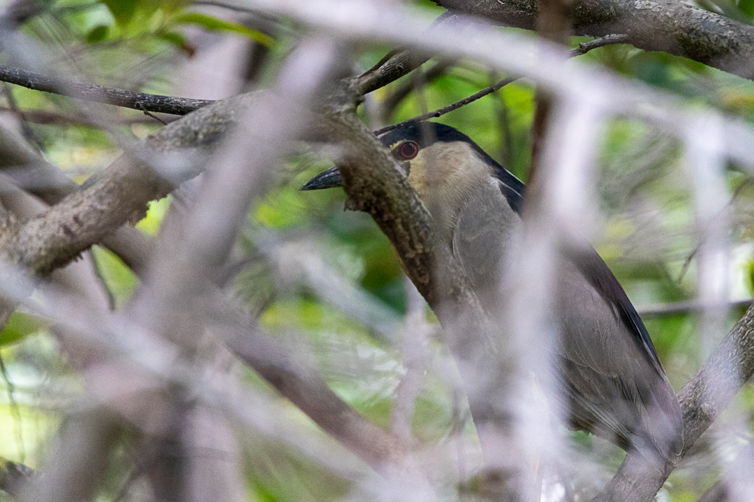 Black-crowned Night Heron - ML502362441