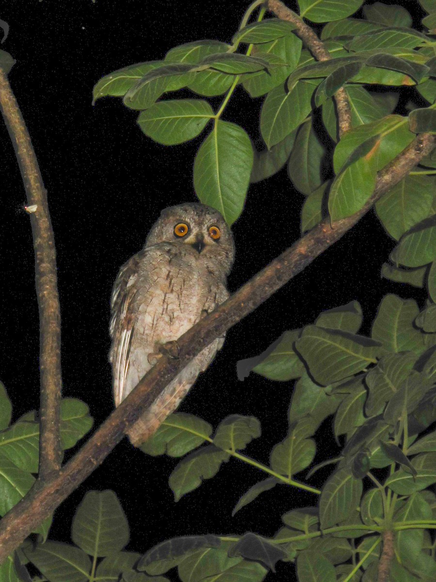 Socotra Scops-Owl - ML502362591