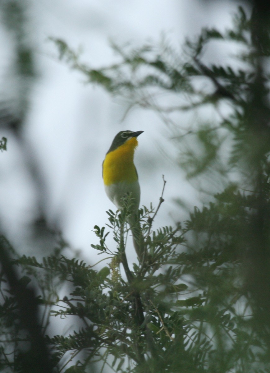 Yellow-breasted Chat - ML50236521