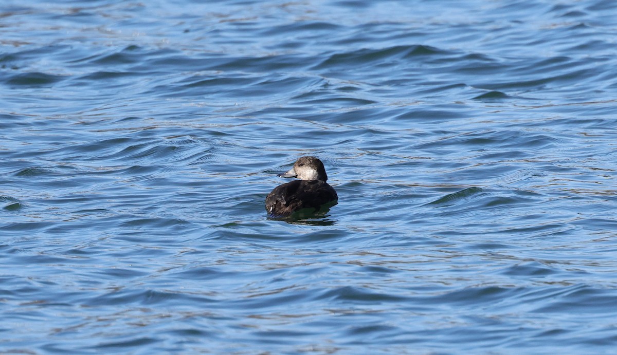 eBird Checklist - 10 Nov 2022 - Watermark Quarries - 4 species