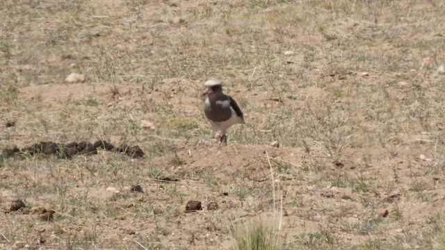 Andean Lapwing - ML502370561