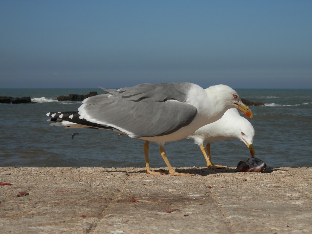 Yellow-legged Gull - Gumer González
