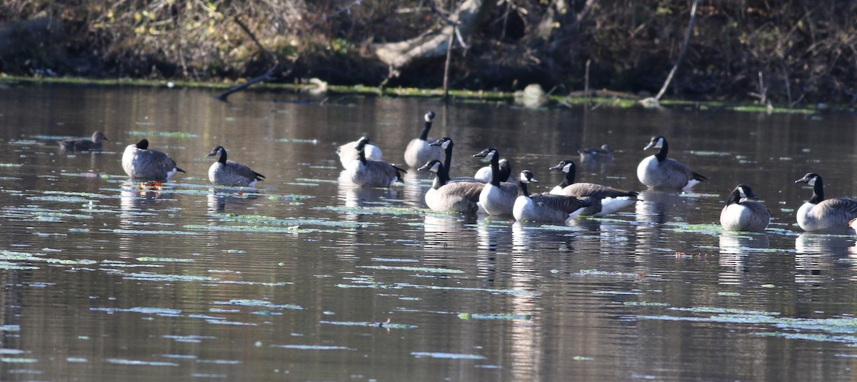 eBird Checklist - 8 Nov 2022 - Duck / Centre Furnace Pond - 9 species