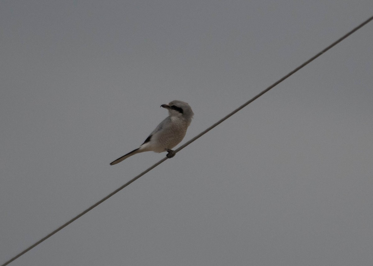 eBird Checklist 10 Nov 2022 Crockett Road, Saint Joseph, Missouri