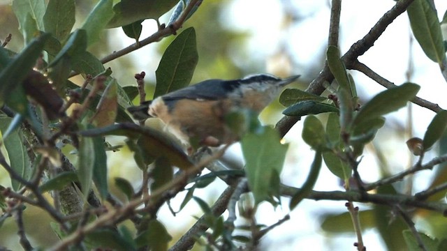 Red-breasted Nuthatch - ML502378661