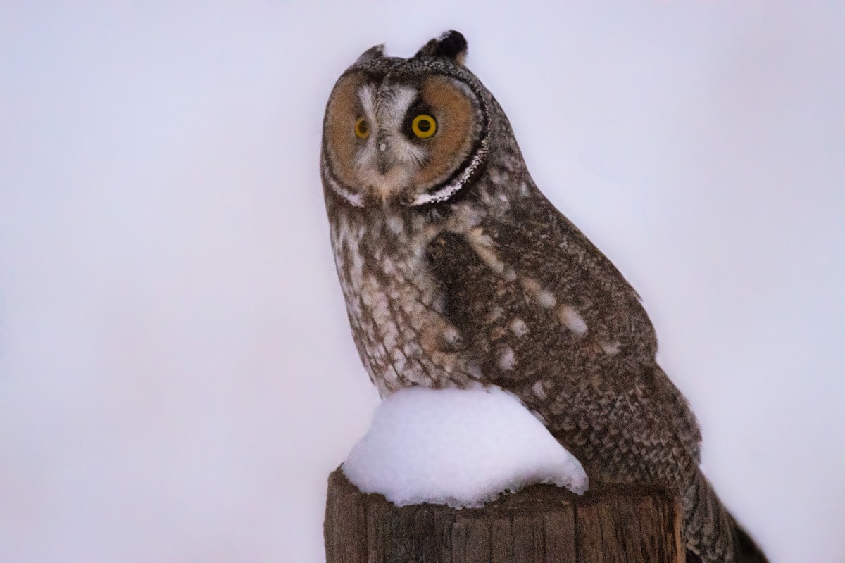 Long-eared Owl - kelsey freitag