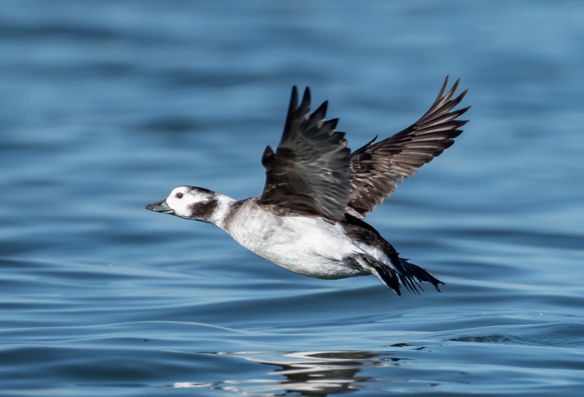 Long-tailed Duck - ML502382561