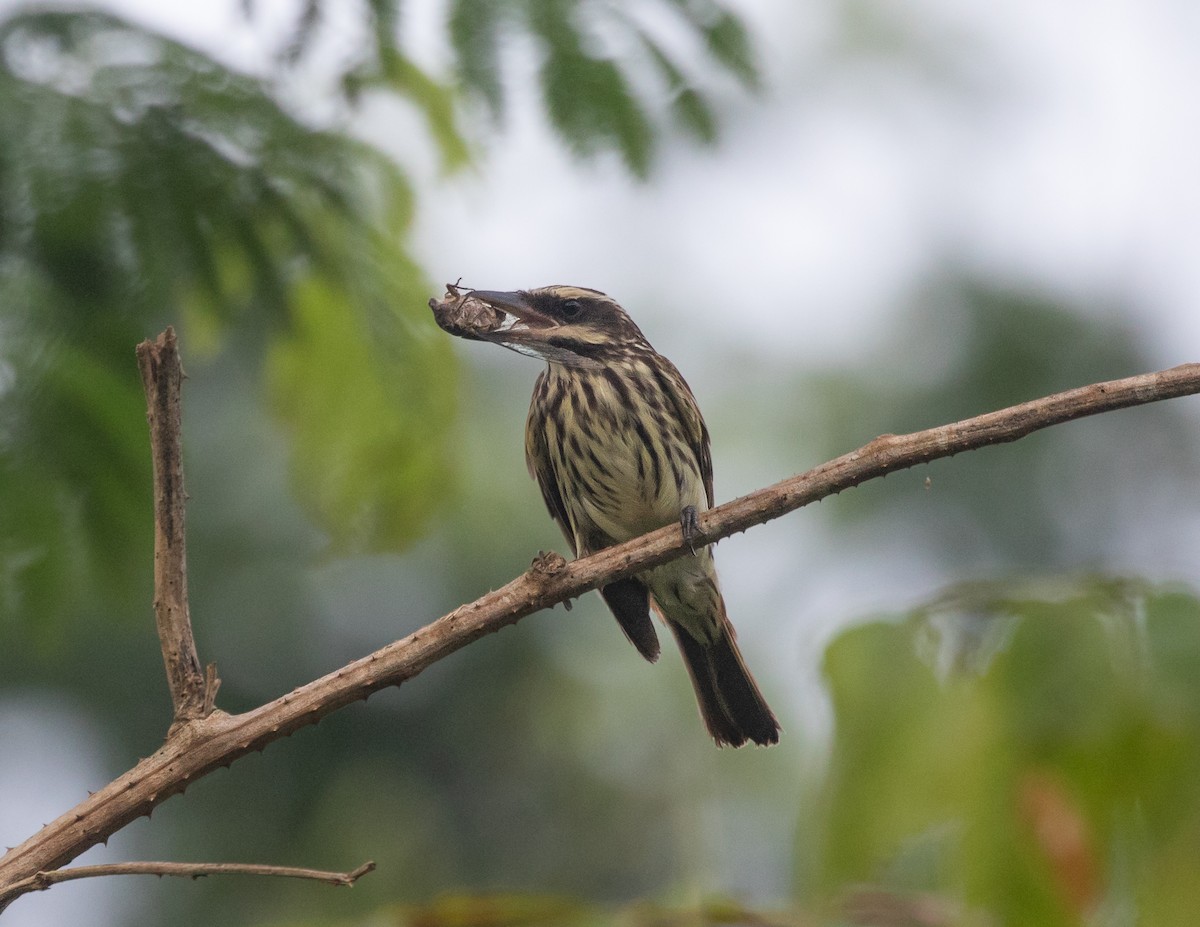 Streaked Flycatcher - Silvia Faustino Linhares