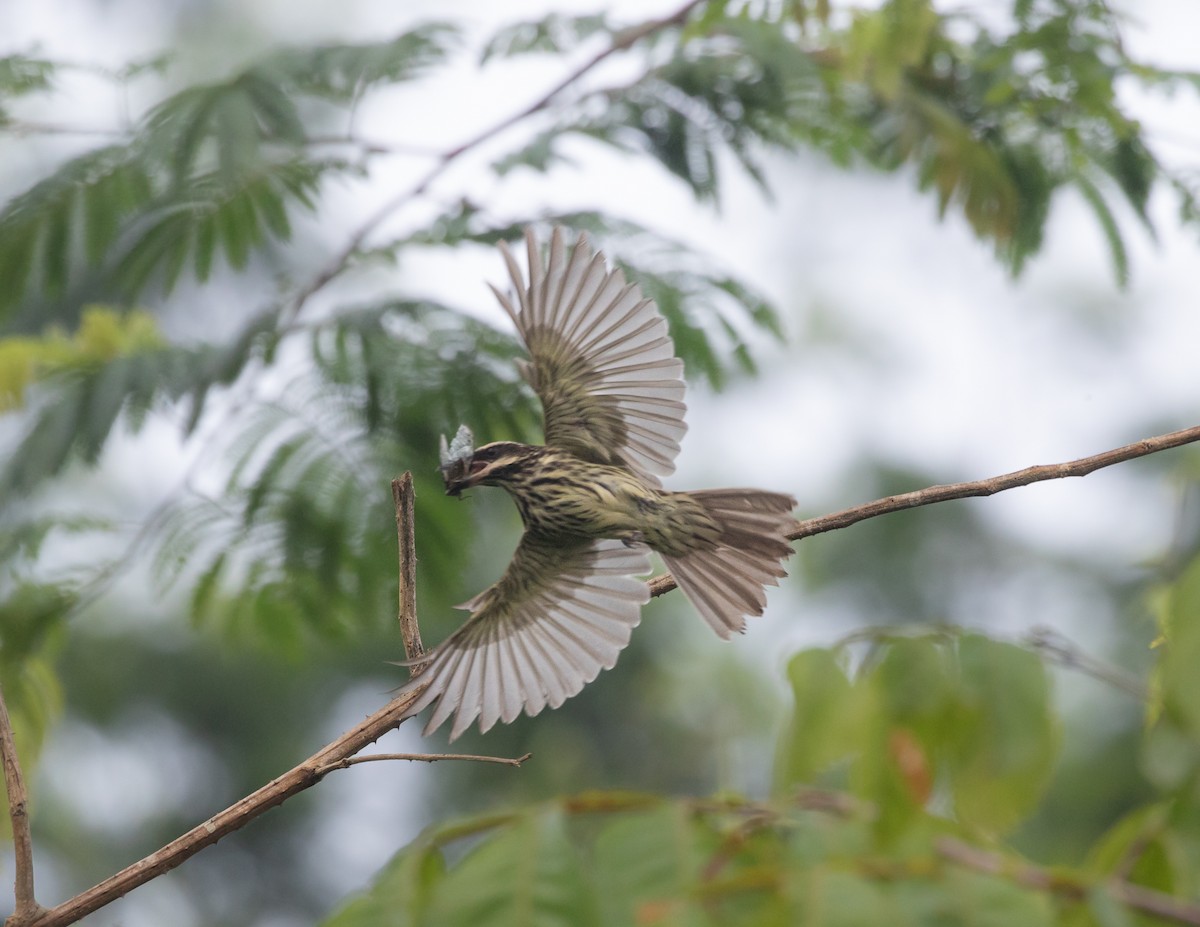 Streaked Flycatcher - Silvia Faustino Linhares