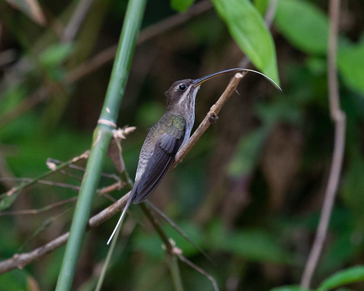 kolibřík běloknírkový - ML502393021