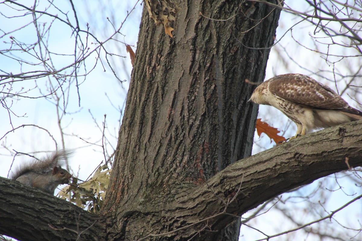 Red-tailed Hawk - ML502396291