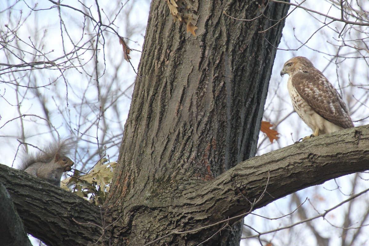 Red-tailed Hawk - ML502396331