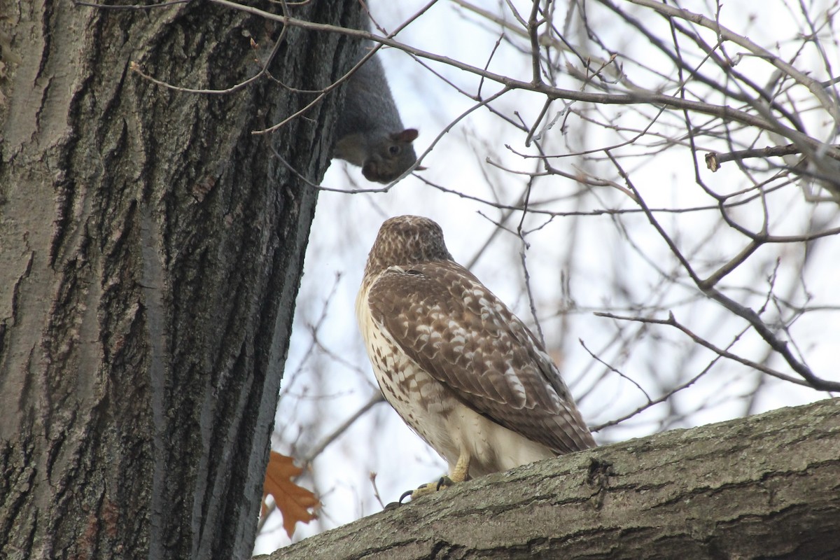 Red-tailed Hawk - ML502397261
