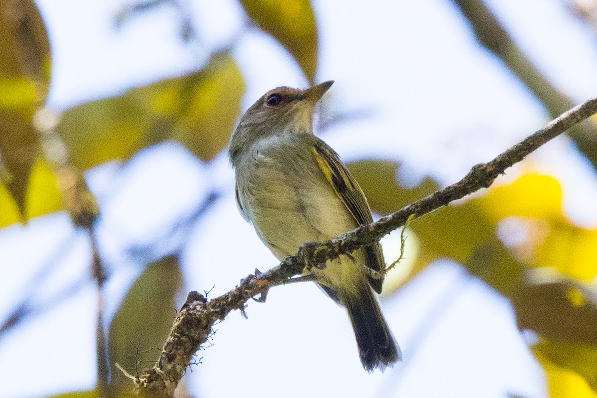 Rusty-fronted Tody-Flycatcher - Roland Pfeiffer