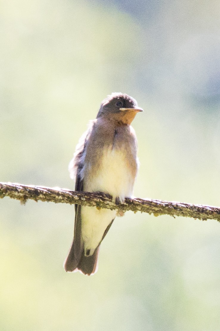 Southern Rough-winged Swallow - Roland Pfeiffer