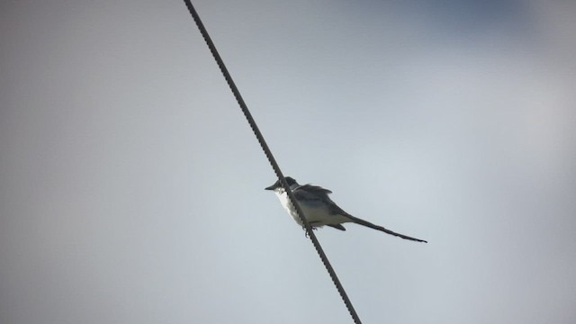 Fork-tailed Flycatcher - ML502405431