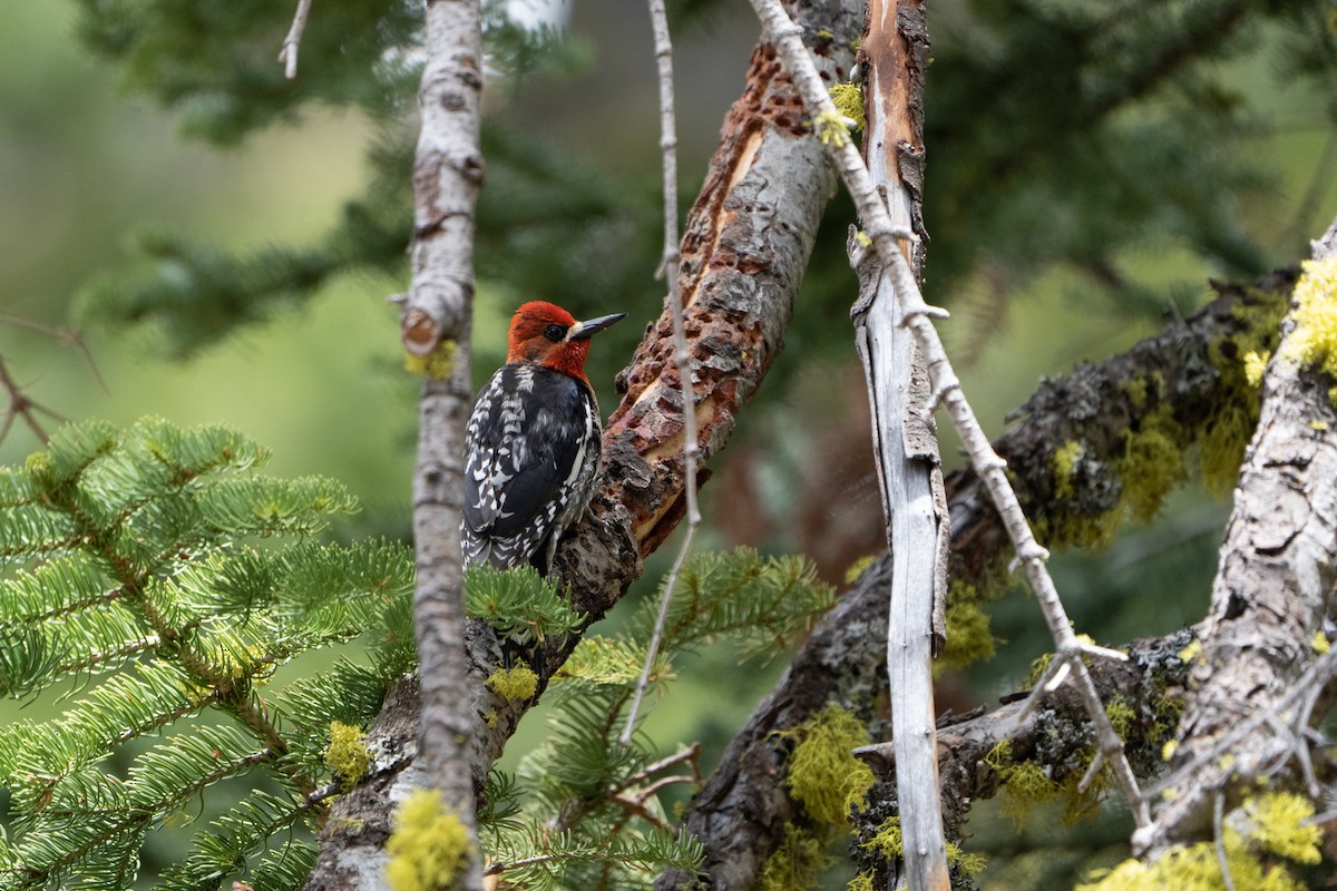 Red-breasted Sapsucker - ML502406651