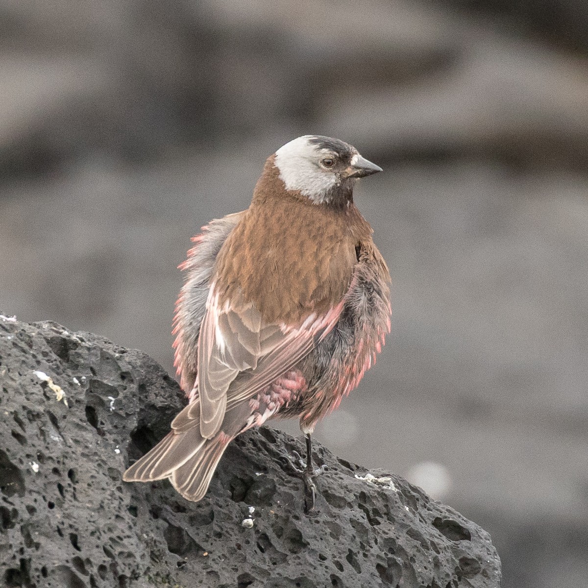 Gray-crowned Rosy-Finch (Pribilof Is.) - ML502410131