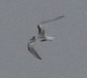 Common Tern - ML502410571