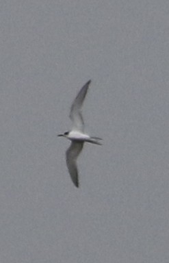 Common Tern - Derek LaFlamme